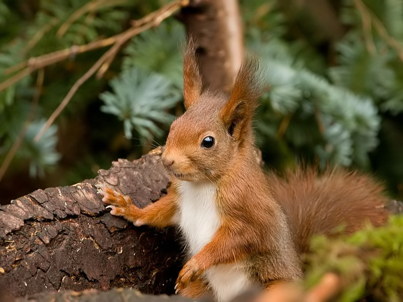 Sciurus vulgaris Eurasian Red Squirrel Eekhoorn